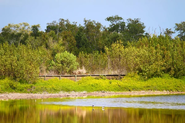 大沼泽地国家公园自然木板路 — 图库照片