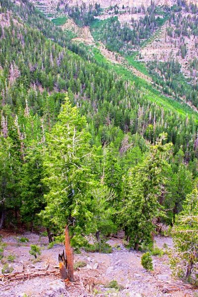 Mount Charleston Forest Landscape Nevada — Stock Photo, Image