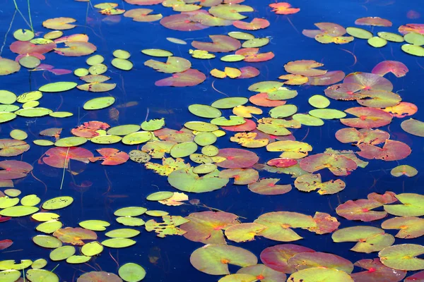 Lily Pad Fondo Wisconsin —  Fotos de Stock