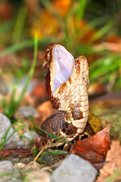 Venomous Cottonmouth Snake Illinois Wildlife — Stock Photo, Image