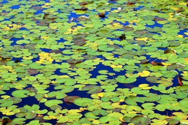 Lily Pad arka plan Wisconsin