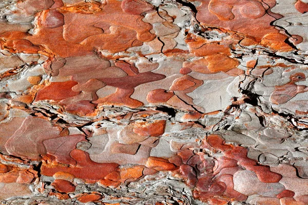 Röd tall bark bakgrund — Stockfoto