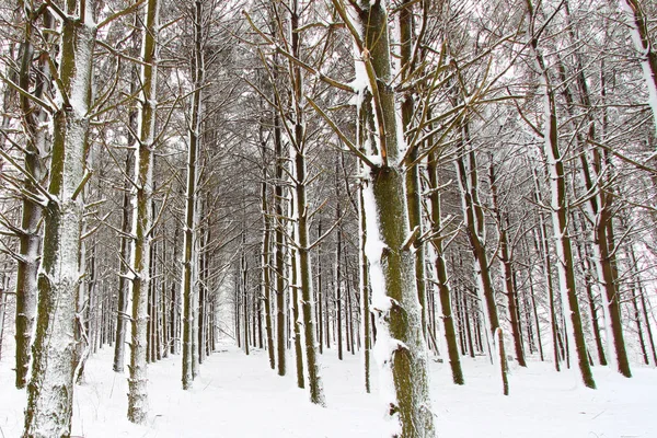 Frisch gefallene Schneelandschaft illinois — Stockfoto