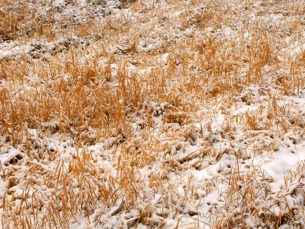 Prairie Snowfall Background — Stock Photo, Image