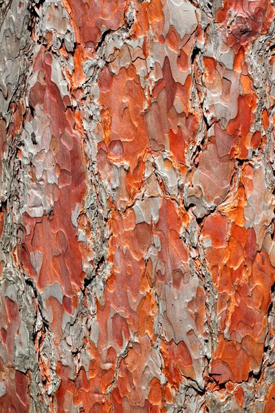 Corteccia di pino rosso sfondo — Foto Stock