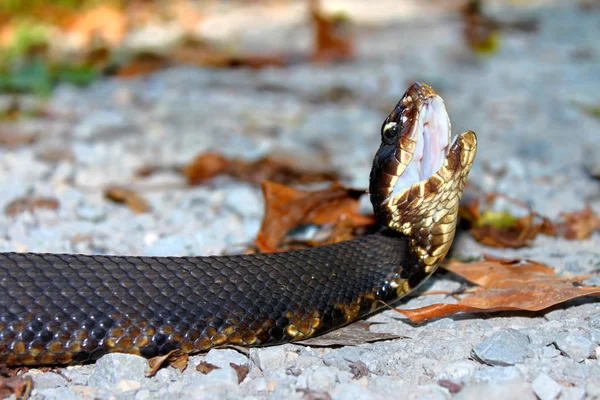 Cottonmouth φίδι Ιλλινόις — Φωτογραφία Αρχείου