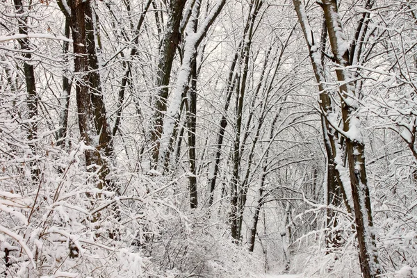 Winter sneeuw bos achtergrond — Stockfoto