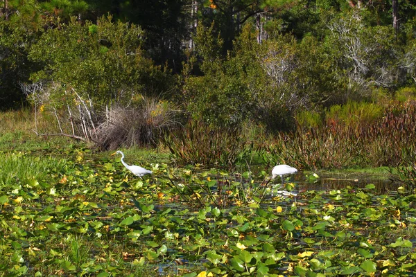 Florida Wetland vogels landschap — Stockfoto