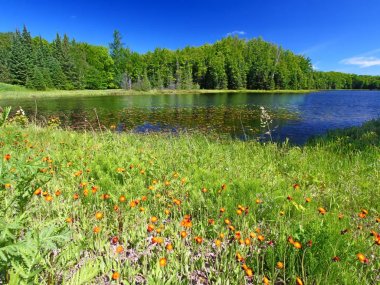 Wisconsin Lake Landscape clipart