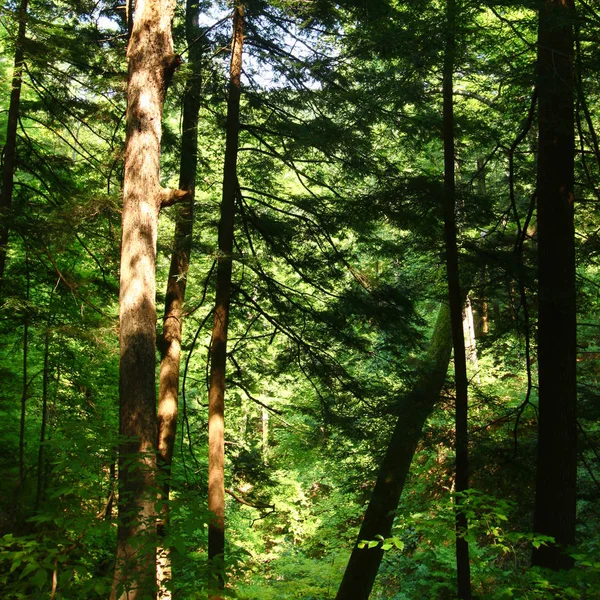 Sfondo della foresta illuminata dal sole — Foto Stock