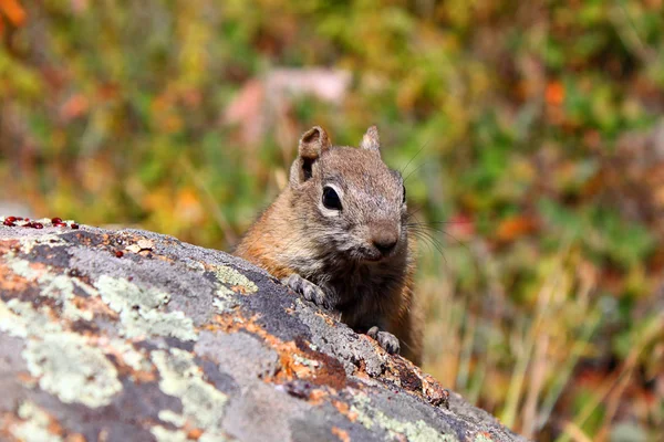 Guldmantelekorre (callospermophilus lateralis)) — Stockfoto