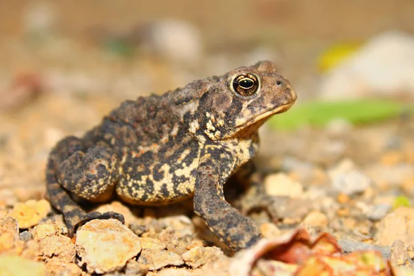 Amerikansk padda Illinois Wildlife — Stockfoto