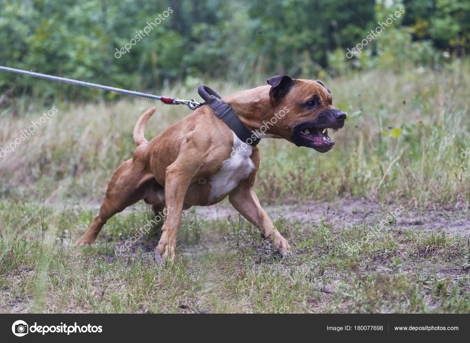 Are Staffordshire Bull Terriers Aggressive