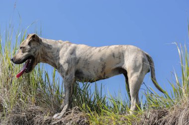 Amerikalı çukur boğa korkunç bir yeşil çayır yürür.