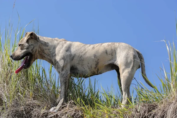 Amerikalı çukur boğa korkunç bir yeşil çayır yürür.