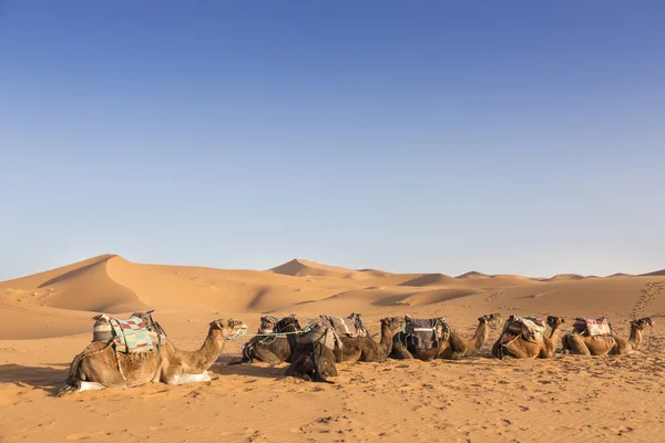 Camel in the desert — Stock Photo, Image