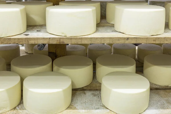 Cheeses on the shelf — Stock Photo, Image