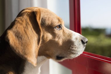 Beagle köpek başkanı