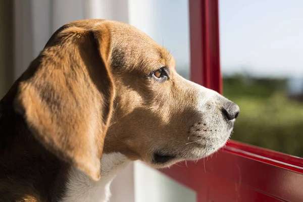 Hoofd van een beagle hond Stockfoto