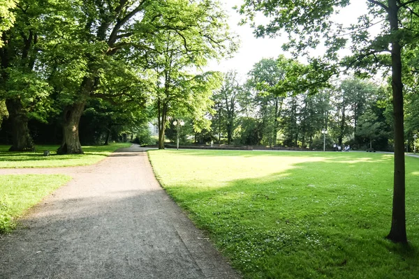 Orman, yeşil ağaçların yolda yaz günü, parkta yürümek çimen