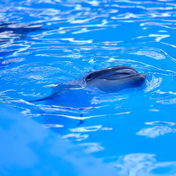 蓝水中的海豚 — 图库照片