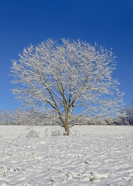 Tree in the Snow — Stock Photo, Image