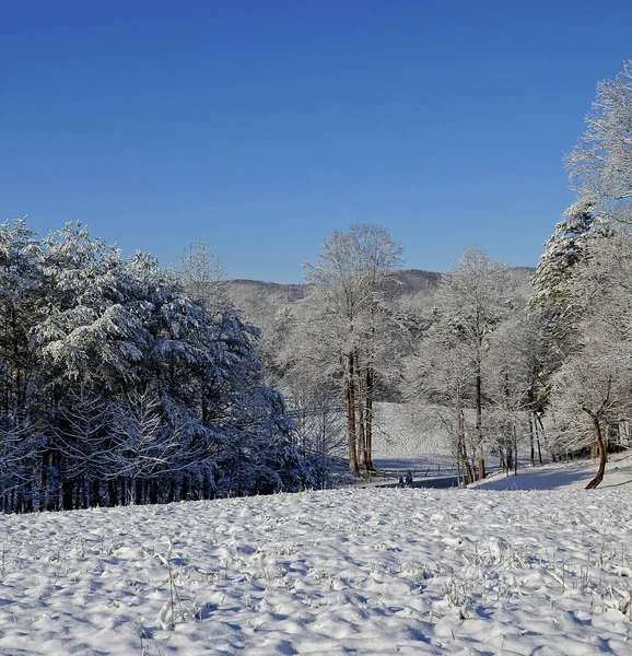 Pasture and blue Sky in the Snow — Stock Photo, Image