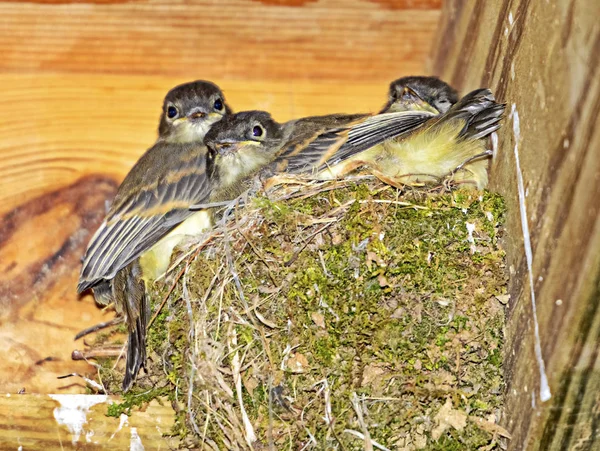Baby ptaki w Moss Nest — Zdjęcie stockowe