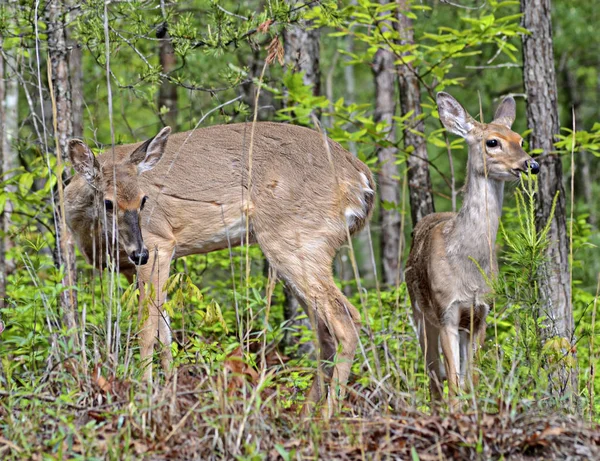 Doe and Fawn Grazing — Stock Photo, Image