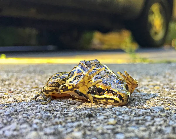 Asustado escondite rana — Foto de Stock