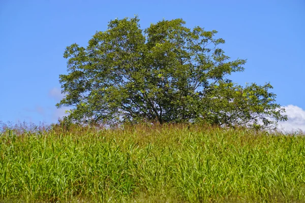 Árvore em um campo de Hay — Fotografia de Stock
