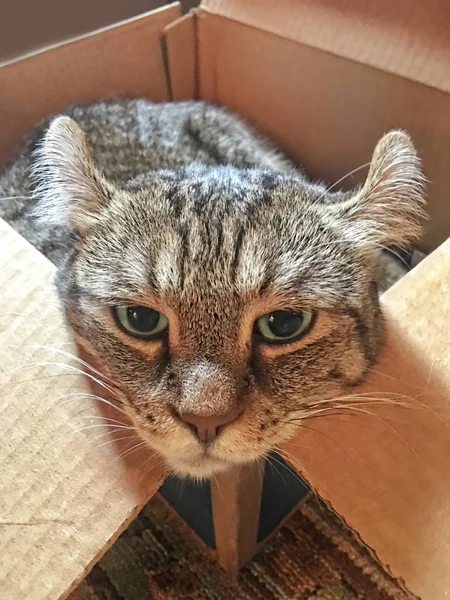 Gato Una Caja Les Gustan Las Cajas Pero Este Gato — Foto de Stock