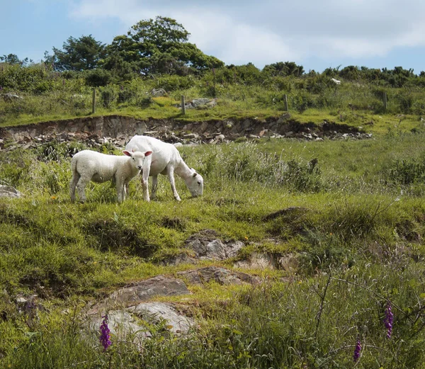 Ovelhas e seus filhotes — Fotografia de Stock