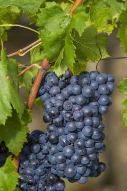 Sangiovese grapes in the Montalcino region clipart
