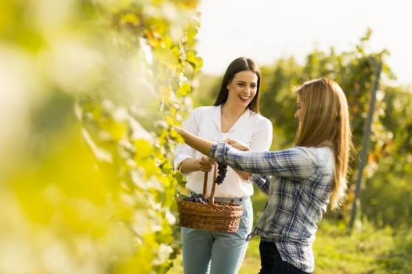 Mujeres jóvenes en el viñedo — Foto de Stock