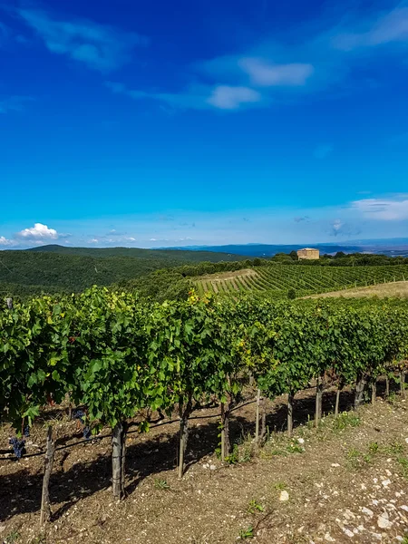 Olasz szőlő Montalcino — Stock Fotó