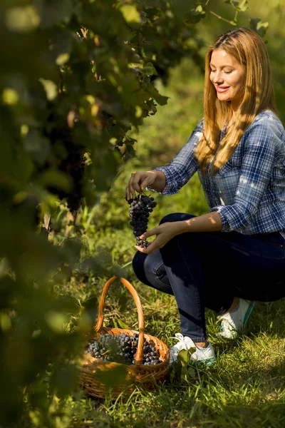 Woman harvesting grapes in vineyard — Stock Photo, Image