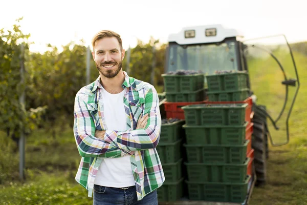 Vendemmia dell'uomo in vigna — Foto Stock