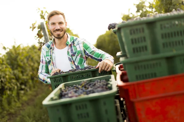 Vendemmia dell'uomo in vigna — Foto Stock