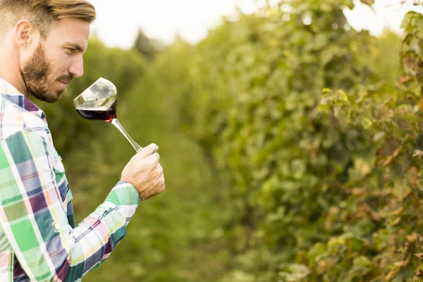 Молодий винороб у винограднику — стокове фото