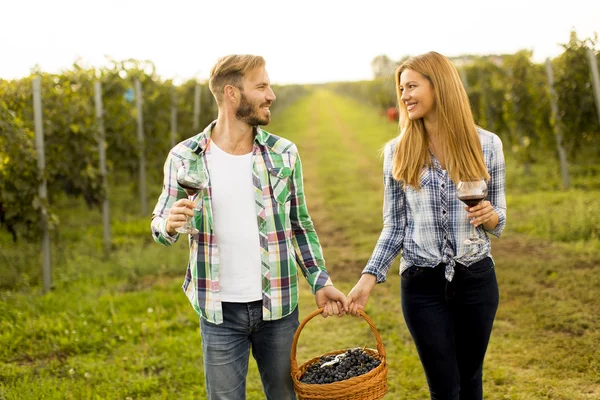 Paar oogsten van druiven in wijngaard — Stockfoto