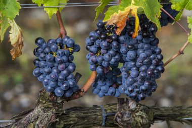 Sangiovese grapes in the Montalcino region clipart
