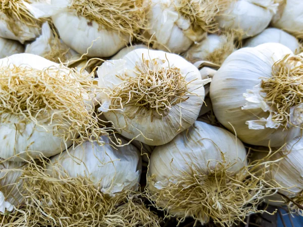 Cabezas de ajo crudo —  Fotos de Stock