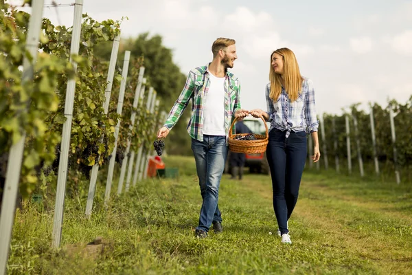 Par skörda druvor i vingården — Stockfoto