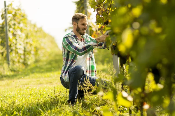 Jovem agricultor numa vinha — Fotografia de Stock