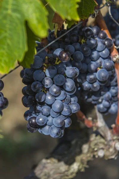 Sangiovese grapes in the Montalcino region