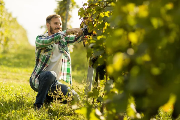 Молодий фермер у винограднику — стокове фото