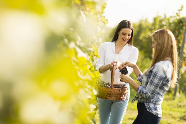 Mujeres jóvenes en el viñedo — Foto de Stock