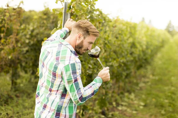 Молодой винодел в винограднике — стоковое фото