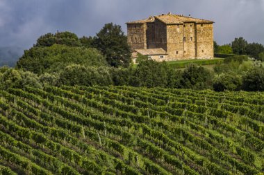 Montalcino kırsal Toskana yakınındaki üzüm bağı